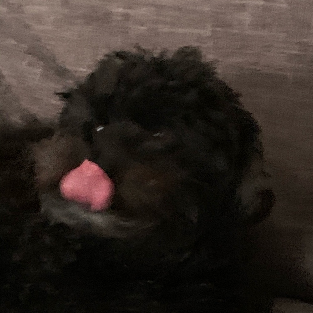 Meet your Posher, Isabel